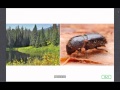 Insect Behavior and Ecology