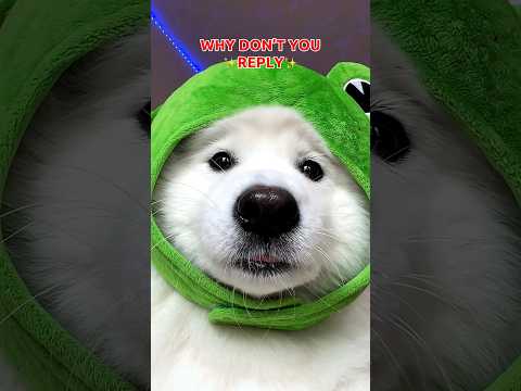 Send this to someone who doesn’t reply 💬 #dogshorts #puppy #cute #funny #tiktok #dog ib:altokeymusi
