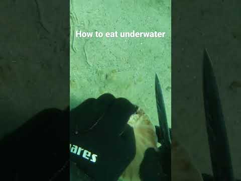 Grabbing a snack while HOLDING MY BREATH! ๐#scallops #freediving #spearfishing