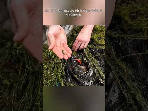छोटे नाले में छिपा Exotic Fish World बॉबी रह गया Shock