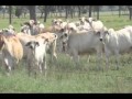 Australian Cattle Farming Practices