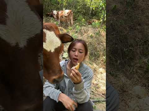내 빵 탐내는 귀여운 시골 <strong>소</strong> 😂 #힐링영상 #귀여운동물 #시골일상 #Shorts #쇼츠 #<strong>소</strong> #바이럴 #동물교감
