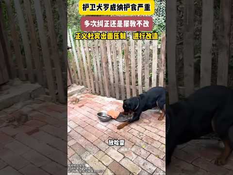 Aggressive Rottweiler Meets Justice! Doberman’s Shocking ‘Love Lesson’ Will Leave You Speechless!