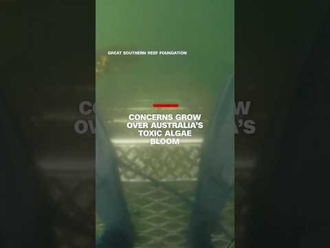 Can anything be done about Australia’s toxic algae bloom?