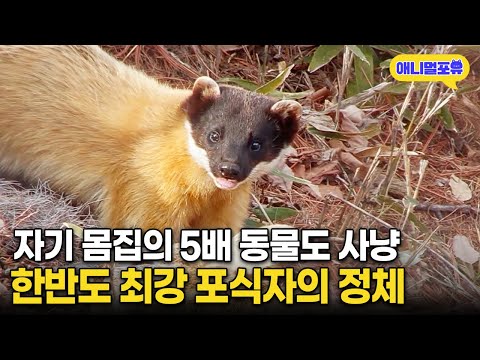 몸무게 겨우 3kg 담비가 15KG 먹잇감을 사냥한 놀라운 방법 | KBS 파노라마 130614 방송