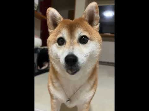 【APT.】あーぱつあぱつを柴犬ひまりが歌ってみた #shorts #柴犬