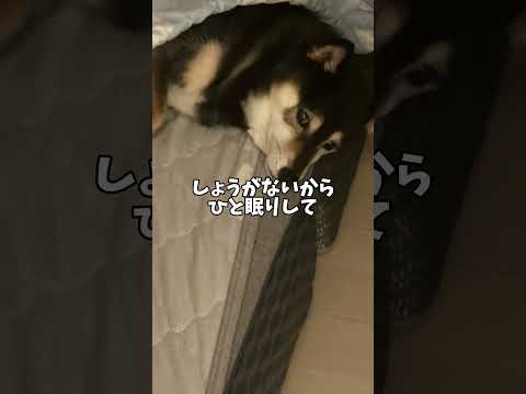 2025年最新｜柴犬が飼い主の帰宅を喜ぶ様子をやさしく紹介 サムネイル