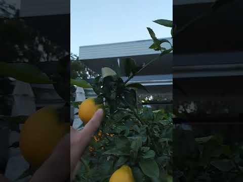 How to get big lemon fruits #ediblegarden