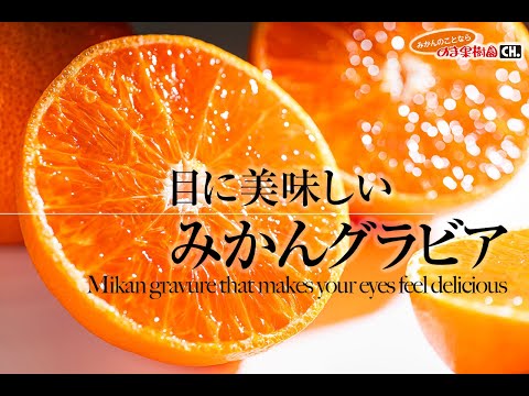 【ずっと見ていられる】柑橘のBGV 目に美味しい みかんグラビア【みかんのことなら「のま果樹園」】