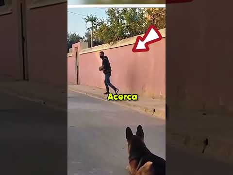 El pastor alemán que salvó a la niña del secuestro! 🤍
