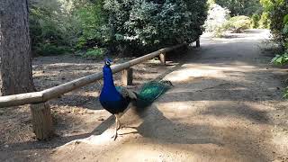 Pfau im Forstbotanischen Garten in Köln