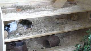 Meerschweinchen