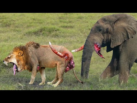 Elephant Tramples Lion! Elephant Herd Tortures Lion Family Protect Baby Calf, This What Happened...