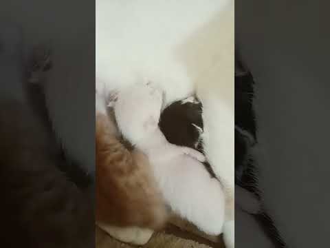 cute kittens 😍|Cat feeding babies. #cat #kitten #cutekitty #catfeeding #viralvideo #shorts #shorts