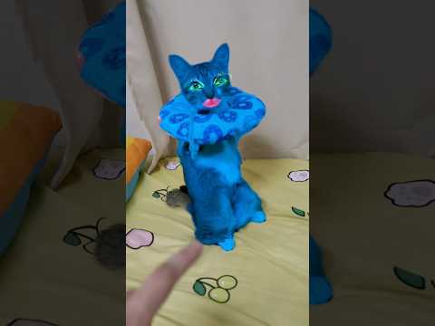 猫の動画サムネイル - doraemon#dinocattutu#猫#cat