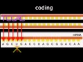 Protein Synthesis and Genetic Code