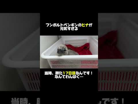 とても鳴き声が大きいですね！#shorts