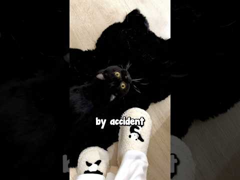 Trying To Find Black Cats 😱😂
