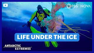 YouTube video thumbnail: Antarctica’s Strange Underwater World
