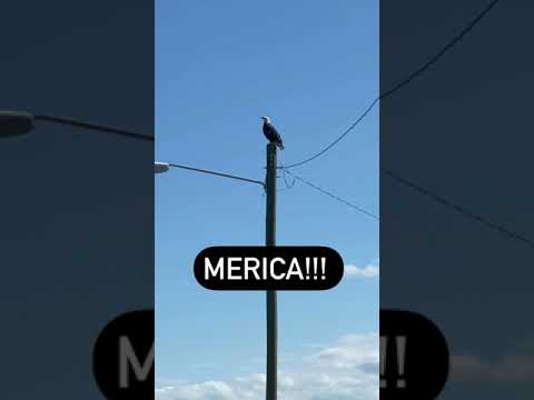 America!!! Tuddle Bald Eagle Jones!!!