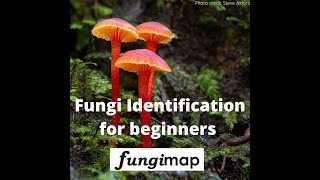 Fungi identification workshop for beginners