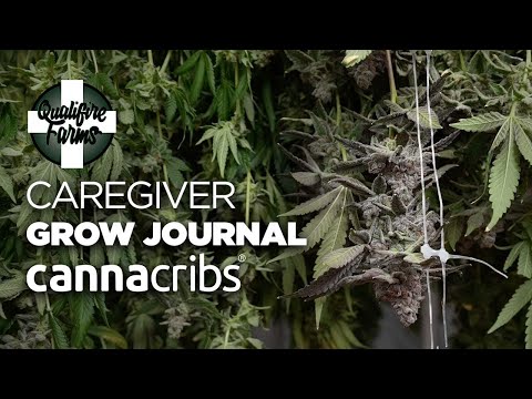 Caregiver Grow Journal - Harvesting, Drying and Storage - Qualifire Farms (E7)