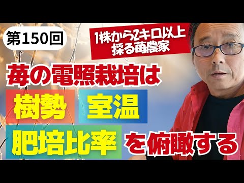 第150回　齋藤流苺の電照栽培の考えかた