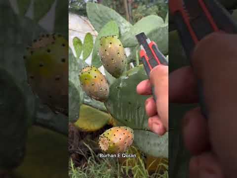 মাদ্রাসার ছাত্রের ঘটনা #facts #shorts #viral