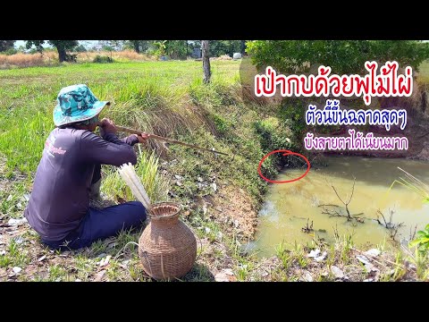 ยิงกบนาระยะนี้ใครเห็นก็ว่าโดนตั้งแต่นาทีแรก ตัวนี้ฉลาดสุดๆขึ้นตำแหน่งบังสายตาได้ดีมาก