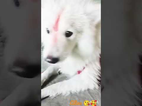 Aliza 😘🥰cute doggies🥰😍 loves pet ☺🥰#shorts #ytshorts #animals #trending #dog#puppy
