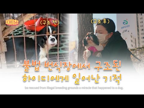 불법 번식장 구석에 웅크리고 있던 개를 수술해 줬더니 보여준 기적 같은 변화 Dog of illegal farm miraculously transforms after surgery