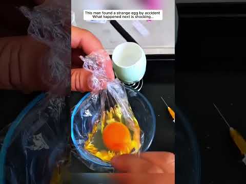 A strange egg — then this happened... #chicken #chicks #animals #wildliferescue #rescue #shorts