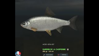 The Fisher Online - Ukraine - Delta du Dniepr - Gardon de la Caspienne