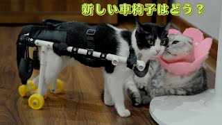新しい車椅子を作ってもらえて、大好きなお兄ちゃんに嬉しそうに見せる保護猫の雨ちゃんが可愛い！