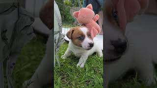 Hodowla Jack Russell Terrier Jurassic Jack FCI: Miot E w wieku 4 tygodni