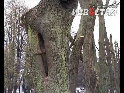 Харків чекає на висадку дерев