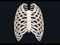 Rib Anatomy and Sternum Concepts