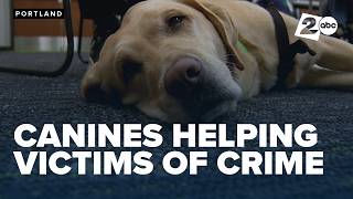 Everyday Heroes: Canine therapy teams make sure crime victims are never alone