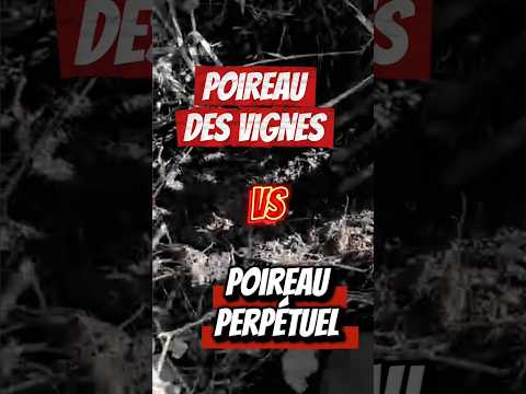 Connaissez vous ces deux poireaux vivaces ? Venez les découvrir à la pépinière. Infos en description