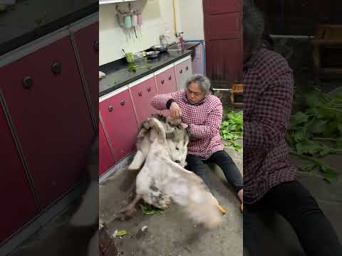 Cute Mexica Plush Dancing Cactus Electric Plush Toy ๐ถ #cutedog ๐ Let go of me, dog. The ๐ P79