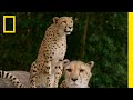 Cheetah Care and Behavior Insights