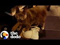 Quirky Cats and Their Adventures
