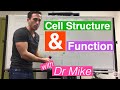 Cell Structure and Function Concepts