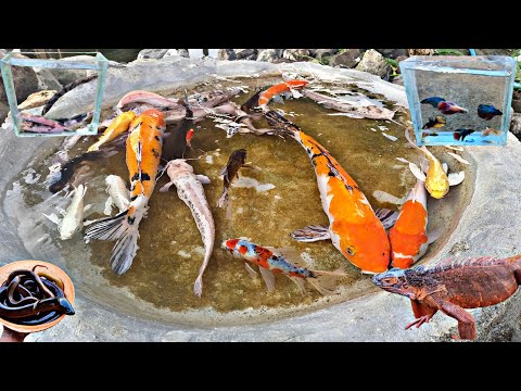 Catch catfish in ponds, koi fish, betta fish, ornamental fish, molly fish, iguanas, turtles