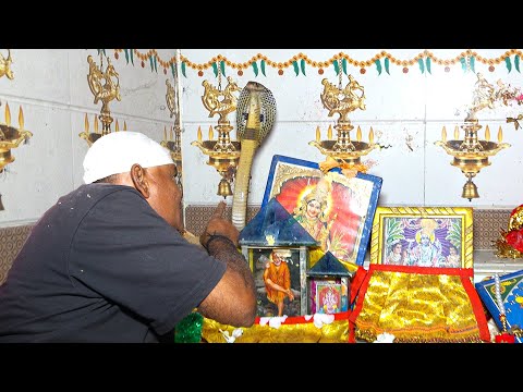 TV देख रही महिला के पास से गुज़रा ख़तरनाक कोबरा, पूजा घर की ओर बढ़ा – देखो फिर क्या हुआ Cobra Rescue