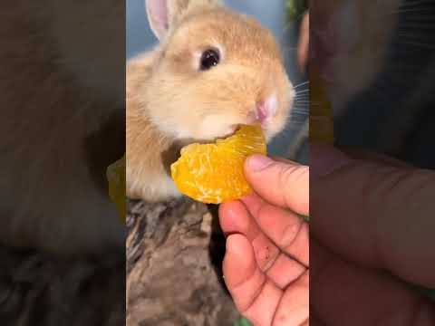 Little rabbit eats jelly orange, cute pet debut plan, rabbit