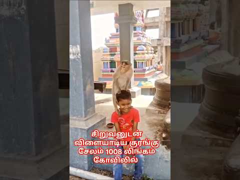 சிறுவனுடன் விளையாடிய குரங்கு சேலம் 1008லிங்கம் கோவிலில் #music #short #ytshorts #viral