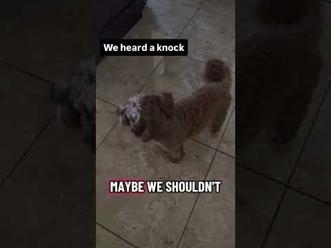 First time dog sitting #dog #dogsitting #puppy #scarymovies #comedy