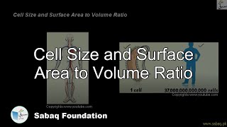 Cell Size and Surface Area to Volume Ratio
