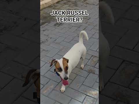 Jack Russel Terrier🐶? #jackrussellterrier #dog